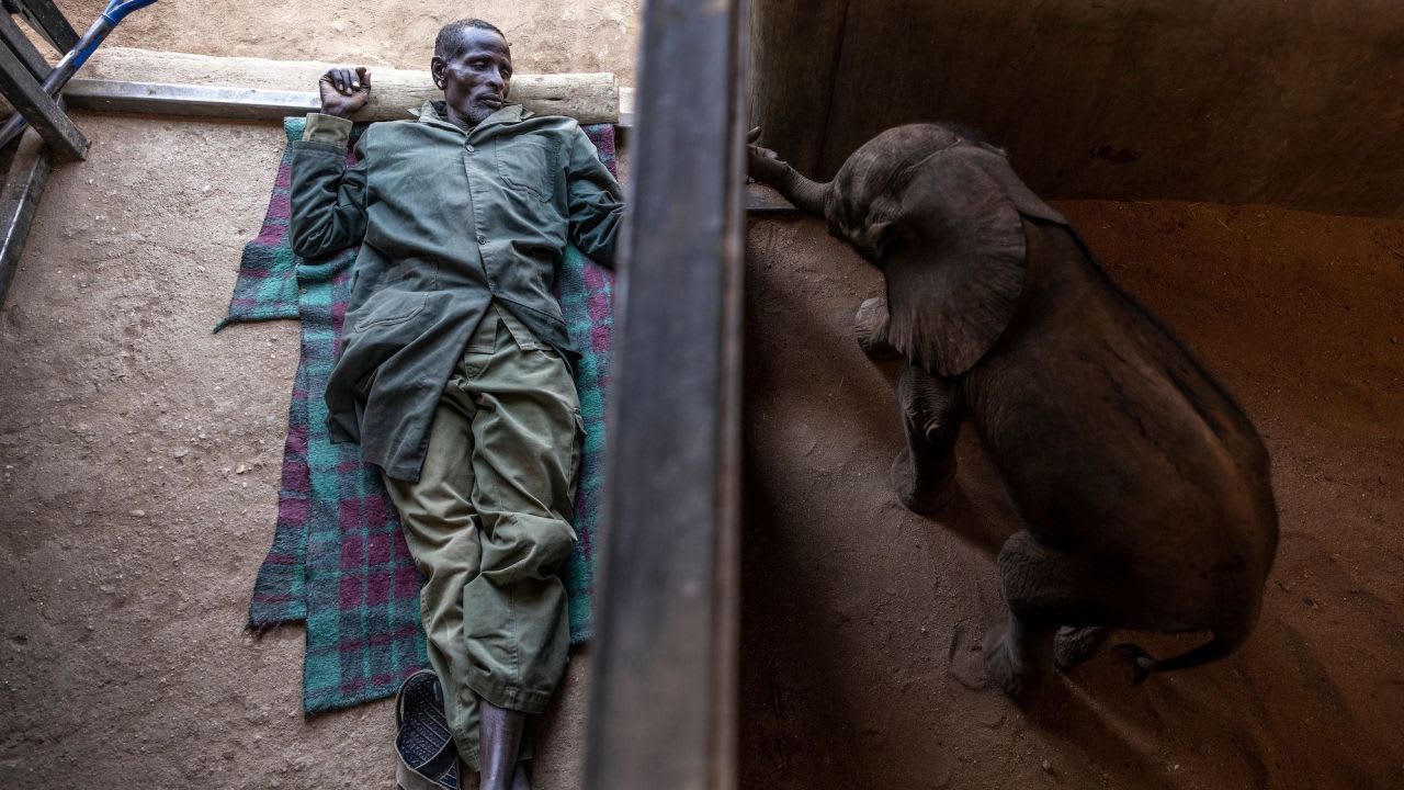 نفوق مئات الأفيال والحمر الوحشية في كينيا وسط أطول موجة جفاف