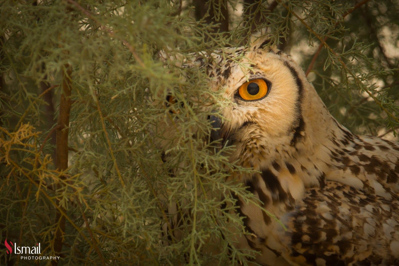  تبتسم و تغمز .. صور مرحة توثق جانبا غير متوقع لطيور البوم في السعودية