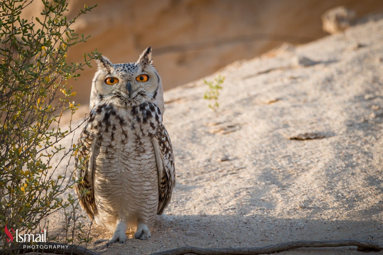 تبتسم و تغمز .. صور مرحة توثق جانبا غير متوقع لطيور البوم في السعودية