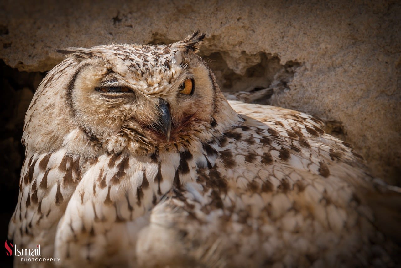  تبتسم و تغمز .. صور مرحة توثق جانبا غير متوقع لطيور البوم في السعودية
