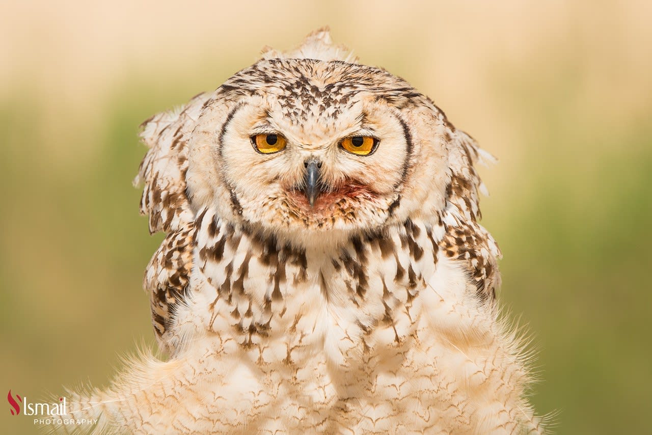 تبتسم و تغمز .. صور مرحة توثق جانبا غير متوقع لطيور البوم في السعودية