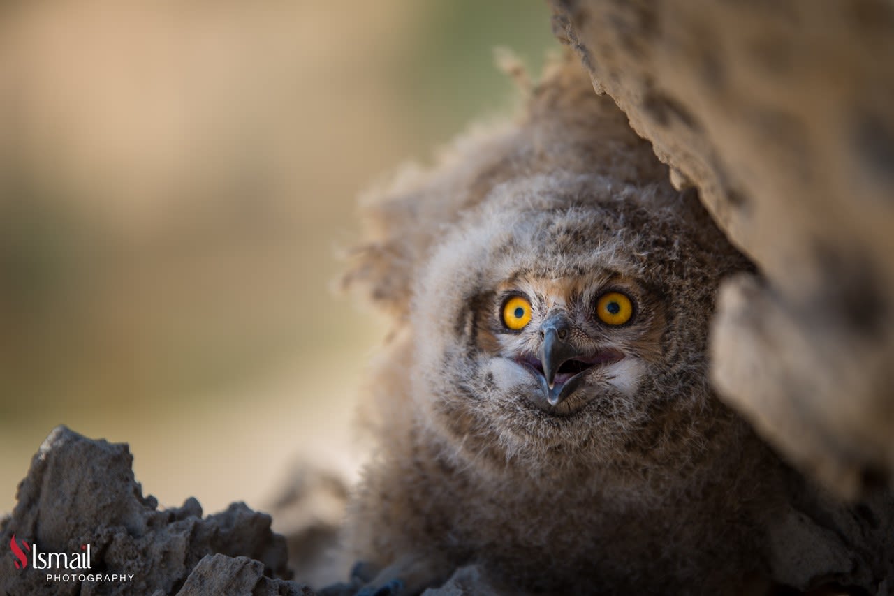  تبتسم و تغمز .. صور مرحة توثق جانبا غير متوقع لطيور البوم في السعودية