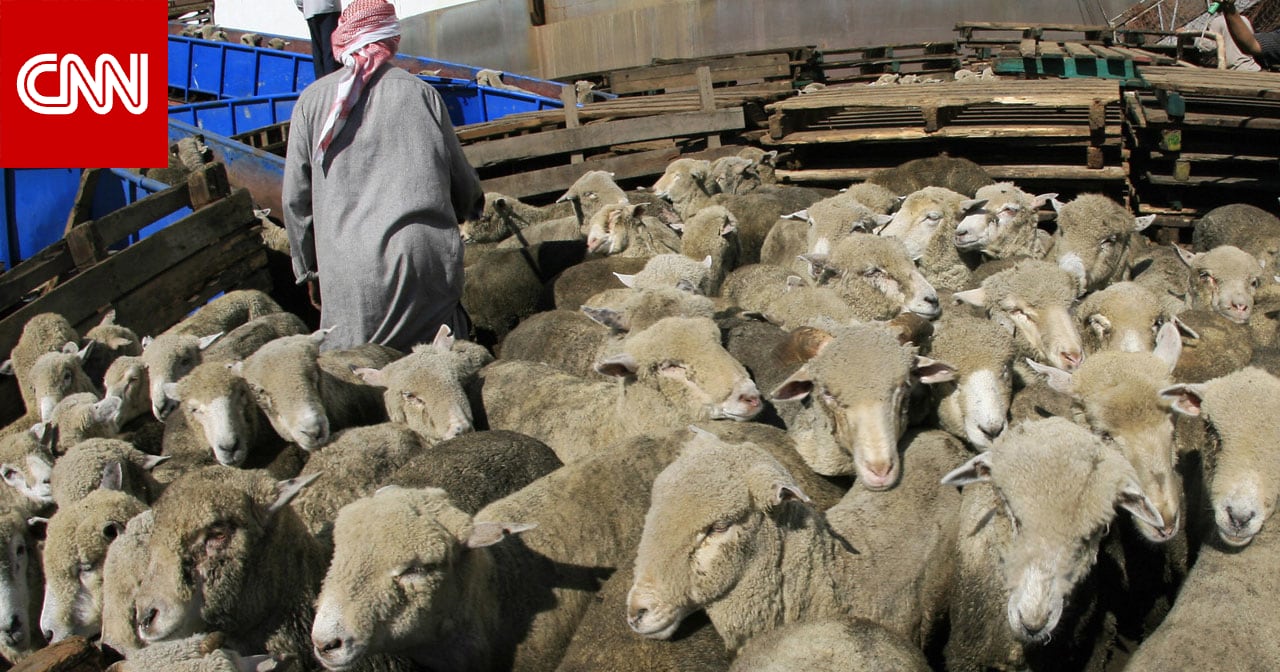 السعودية.. ضبط 13 مقيمًا لسرقتهم أغنام في الطائف