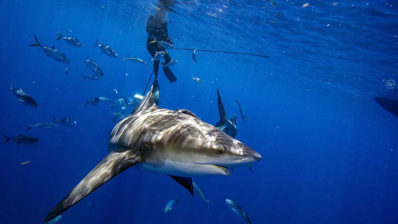 شاهد.. فيديو مذهل عن كيفية تجنب التعرض لهجوم من أسماك القرش يحصد ملايين المشاهدات على تيك توك