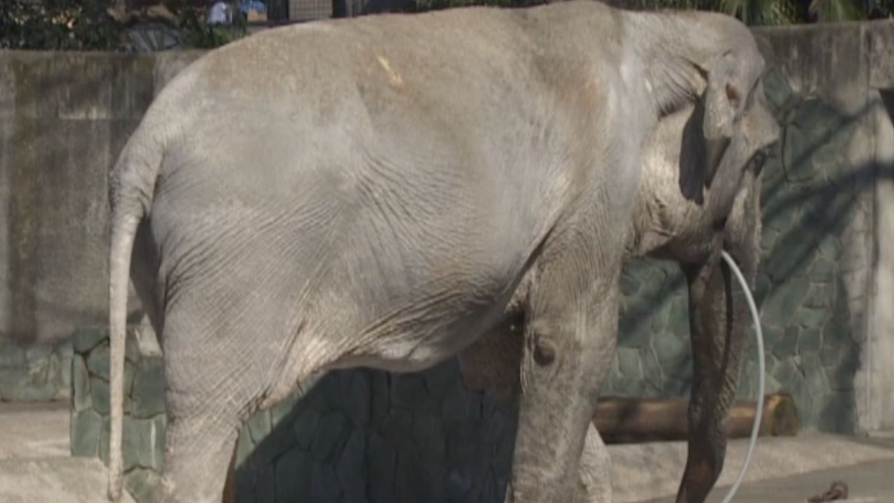 بالفيديو: حملة لإنقاذ الفيل الأكبر سنا في اليابان
