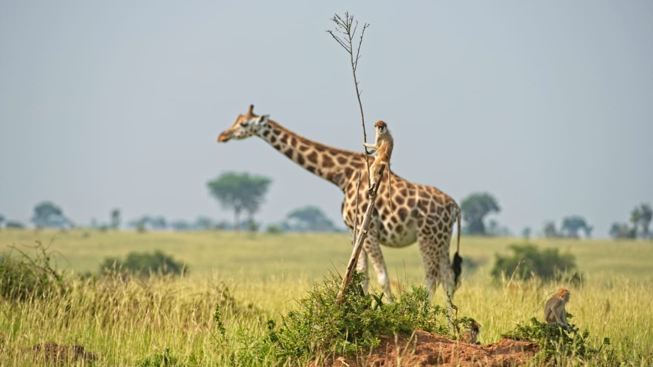 قرد "يمتطي" زرافة.. مصور يشرح كواليس صورة طريفة ومحيرة في أوغندا