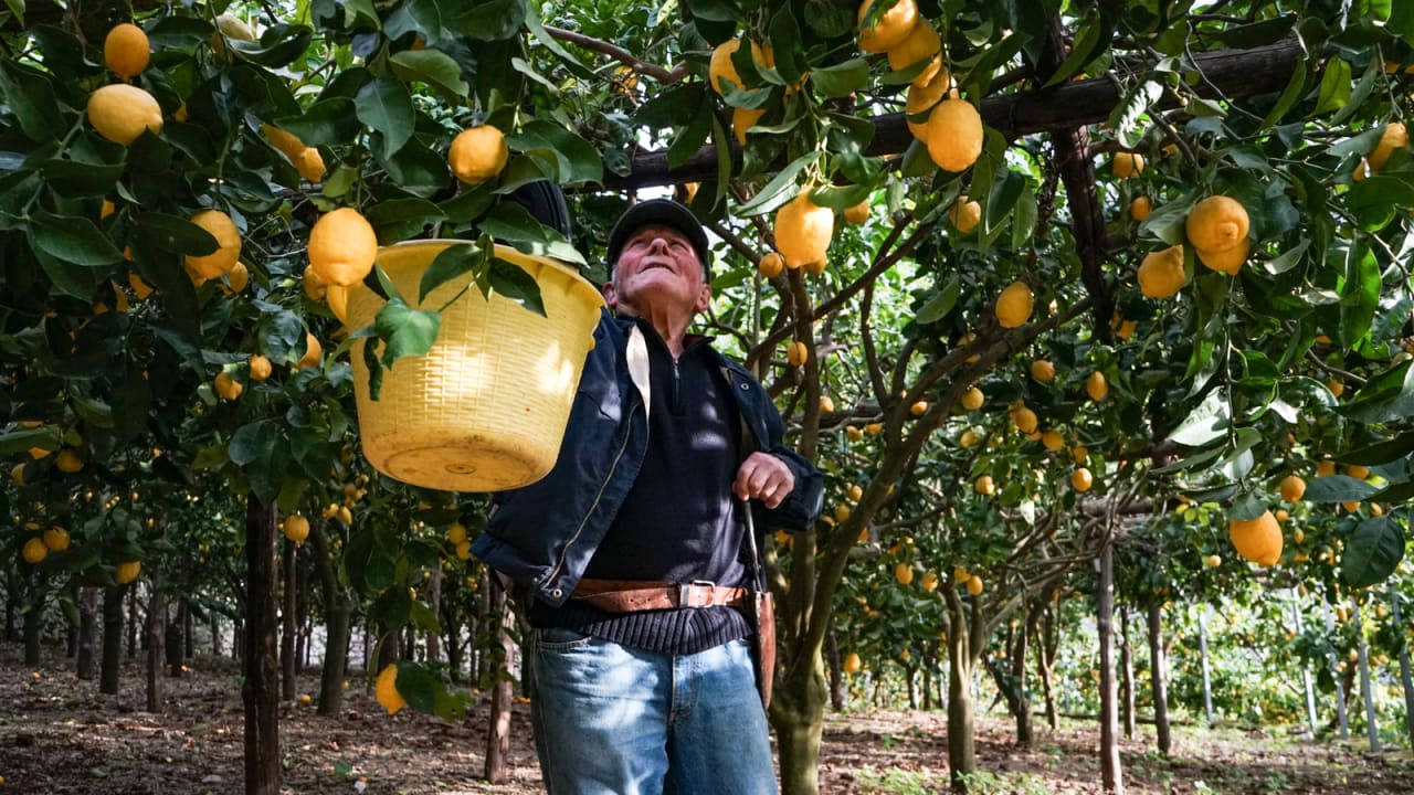 بهلوانيون بشكلٍ غير اعتيادي.. يقفز المزارعون بين أشجار الليمون بساحل أمالفي الإيطالي 