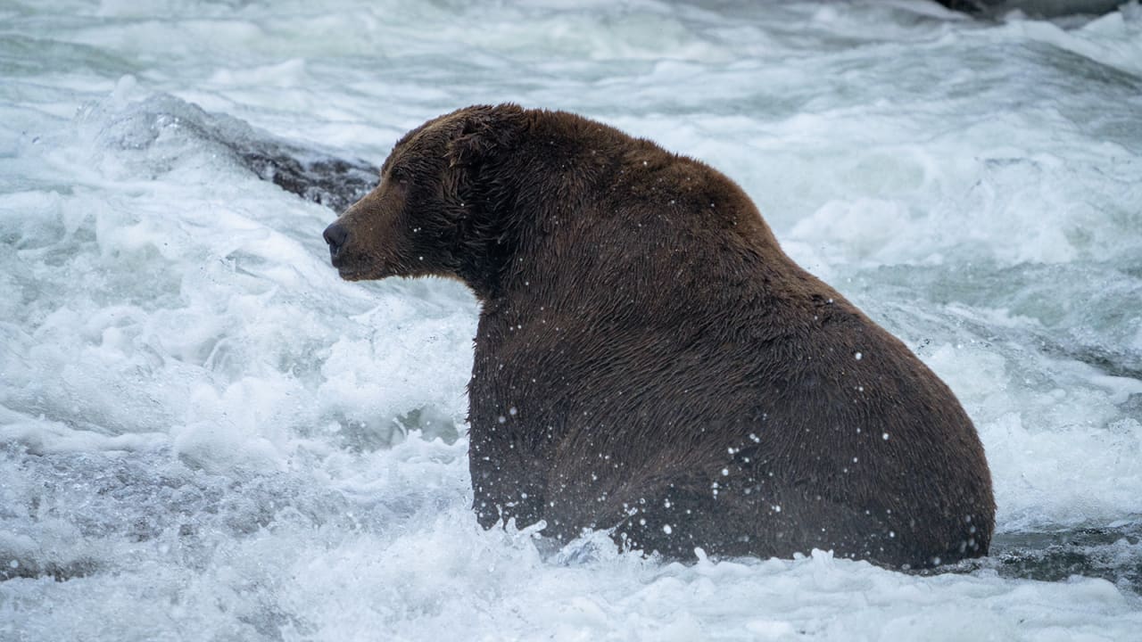 الكشف عن اسم الدب البني الفائز بمسابقة Fat Bear Week أخيرًا.. بعد التلاعب بالتصويت