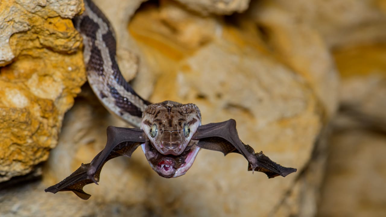 في "كهف الثعابين المعلقة".. مصور يوثق صورة قاسية لخفاش تم افتراسه 