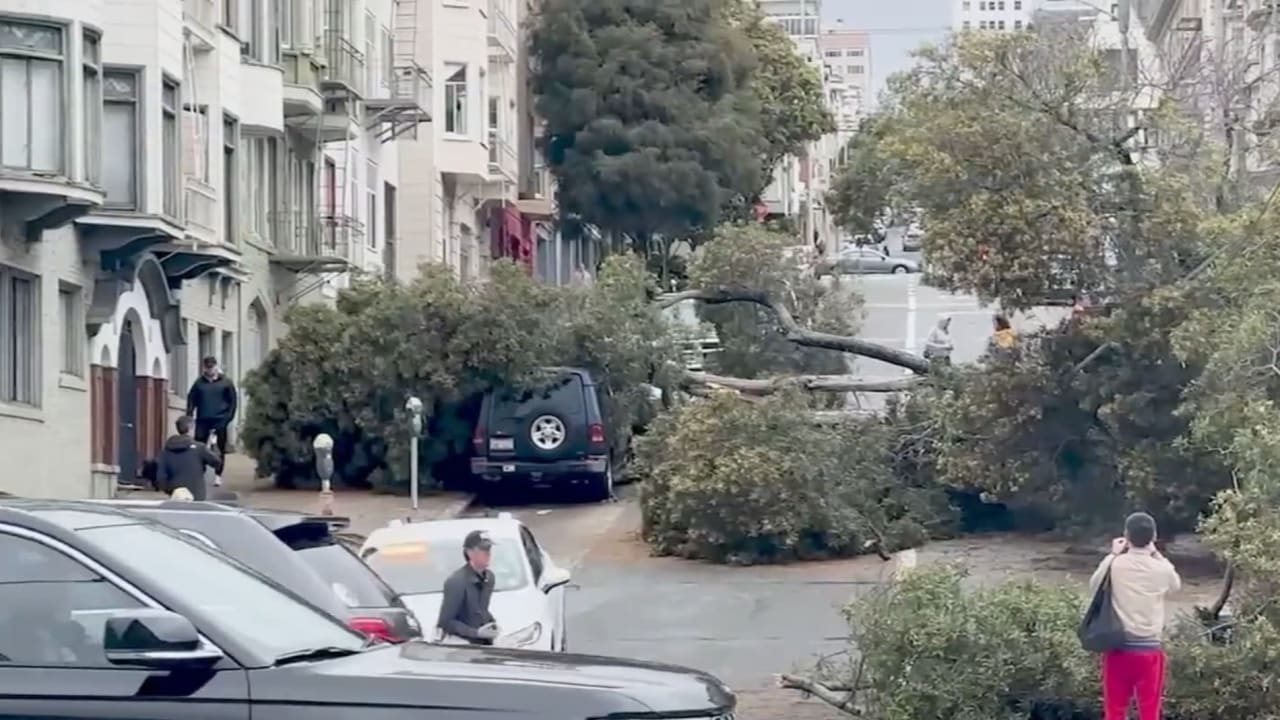 انهارت أمام الكاميرا فجأة.. شاهد ما حدث لأشجار عملاقة عندما ضرب إعصار قوي كاليفورنيا