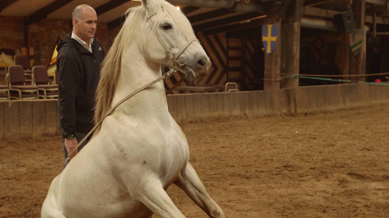 بالفيديو: كيف تستعد الخيول للمشاركة في الأفلام والمسلسلات؟