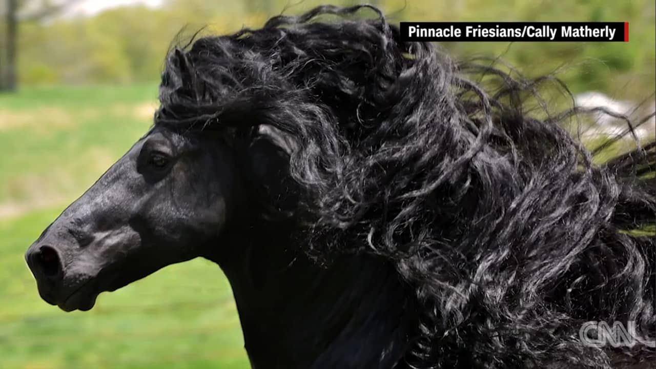 بالفيديو: هل هذا هو الحصان الأكثر وسامة في العالم؟
