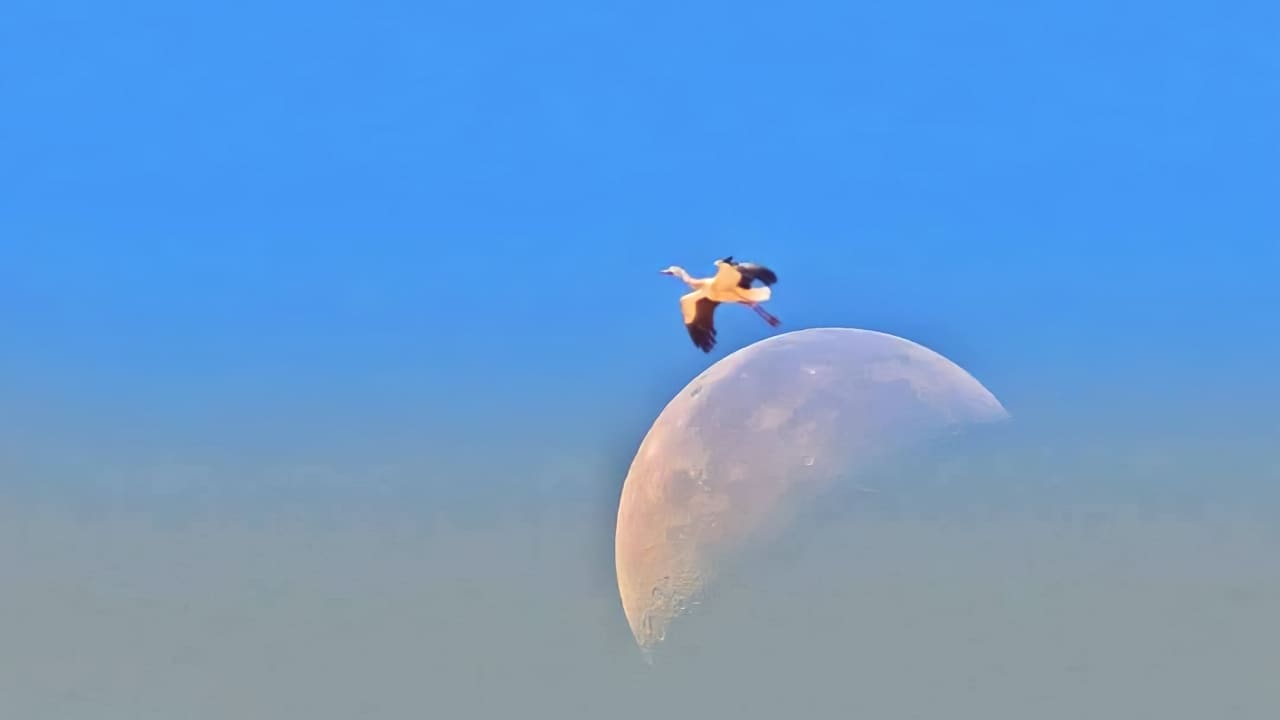 "يقفز من على حافة القمر"... مصري يوثق مشهدًا عجيبًا في سماء مدينة شرم الشيخ