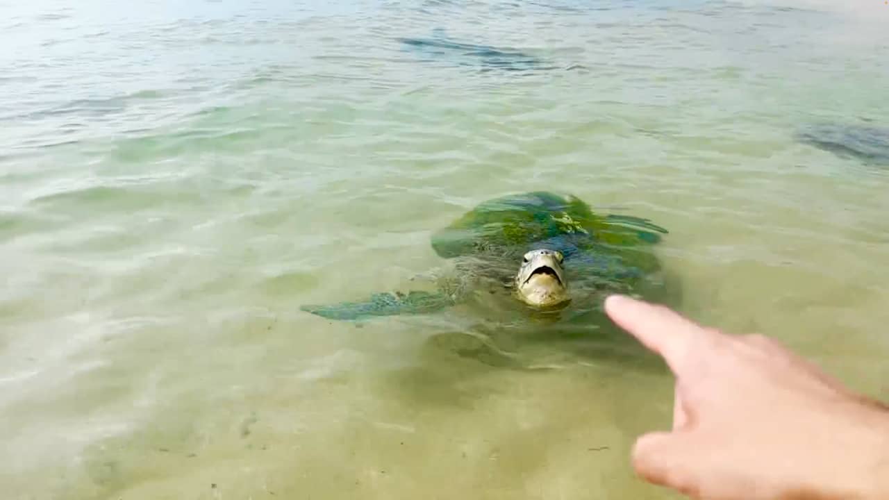 مصري يسبح مع سلاحف عملاقة في سريلانكا.. ماذا يحصل عندما تلمسها؟