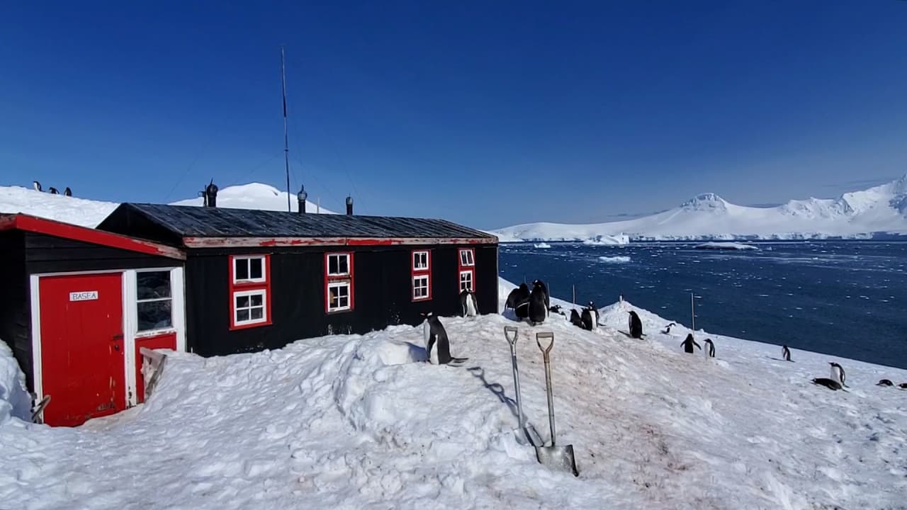 تحيط به البطاريق.. شاهد كيف يُدار مكتب بريد معزول في أنتاركتيكا (القطب الجنوبي)