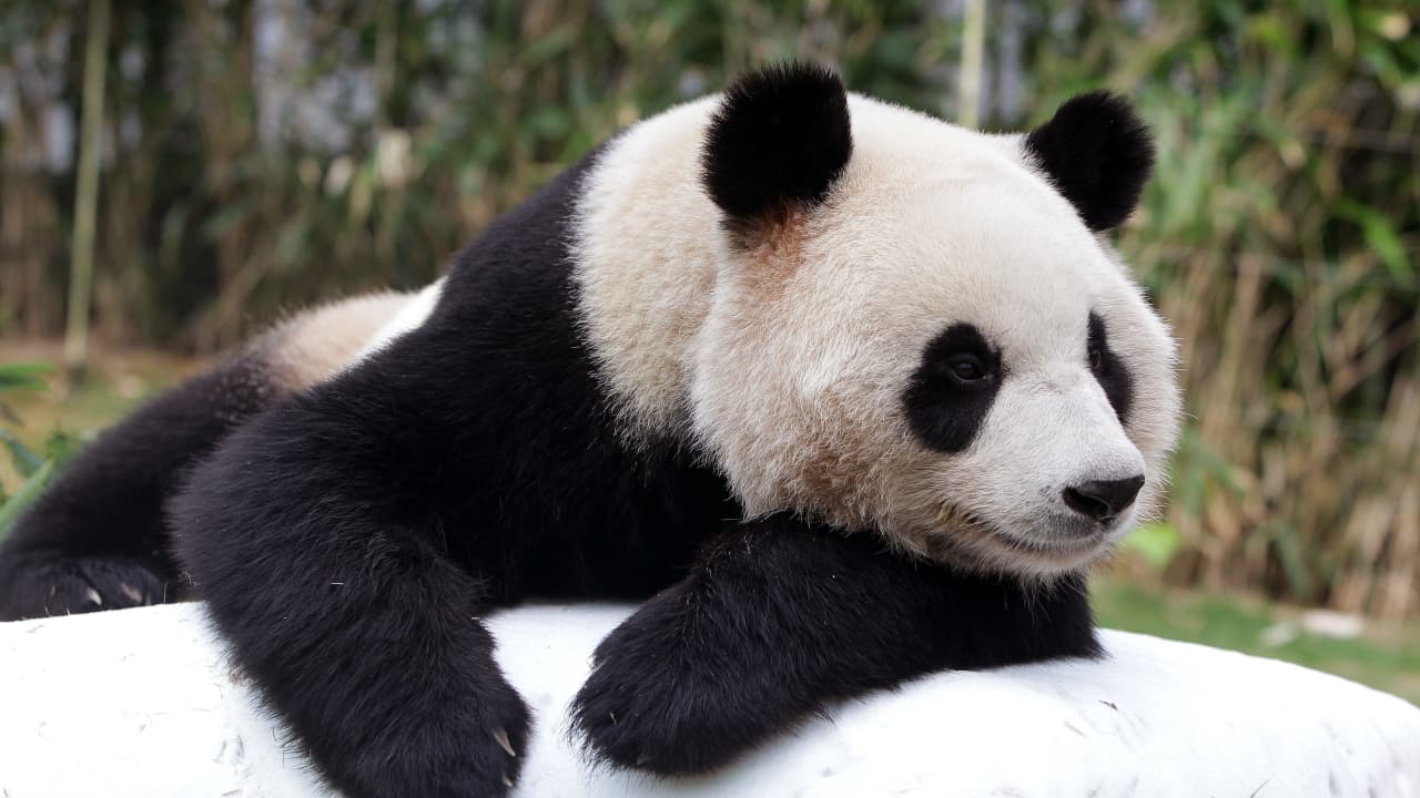 حديقة حيوان تحتفل بولادة أول توأم من حيوانات الباندا في كوريا الجنوبية