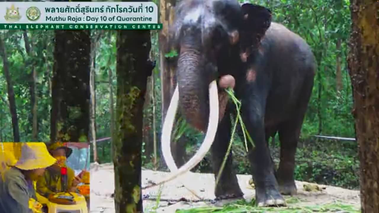 فيل في تايلاند يجذب مئات الآلاف من المشاهدات عبر بث مباشر.. لماذا؟