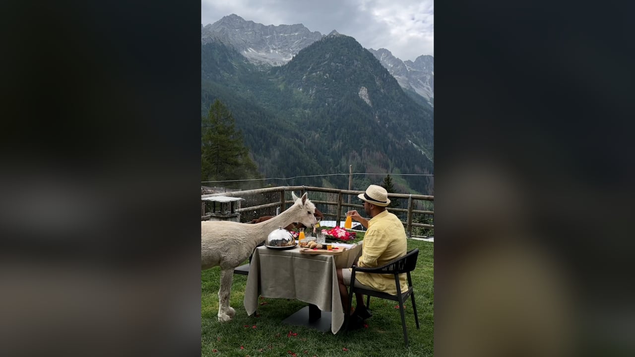 حصد 4 ملايين مشاهدة.. كويتي يتناول وجبة إفطاره مع الألبكة بإيطاليا