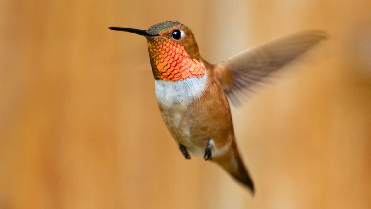 230331170616-rufous-hummingbird-flight.jpg