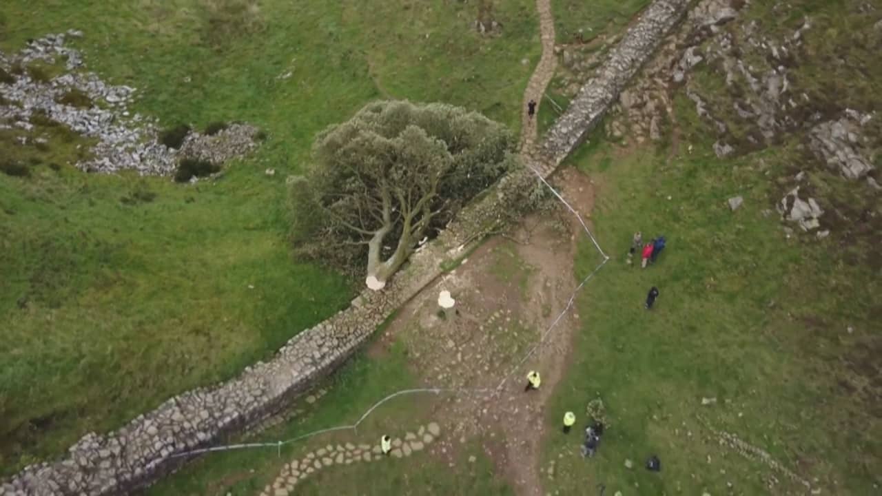 لها تاريخ يمتد مئات الأعوام.. اعتقال صبي بعمر 16 عامًا قطع عمدًا شجرة شهيرة ببريطانيا