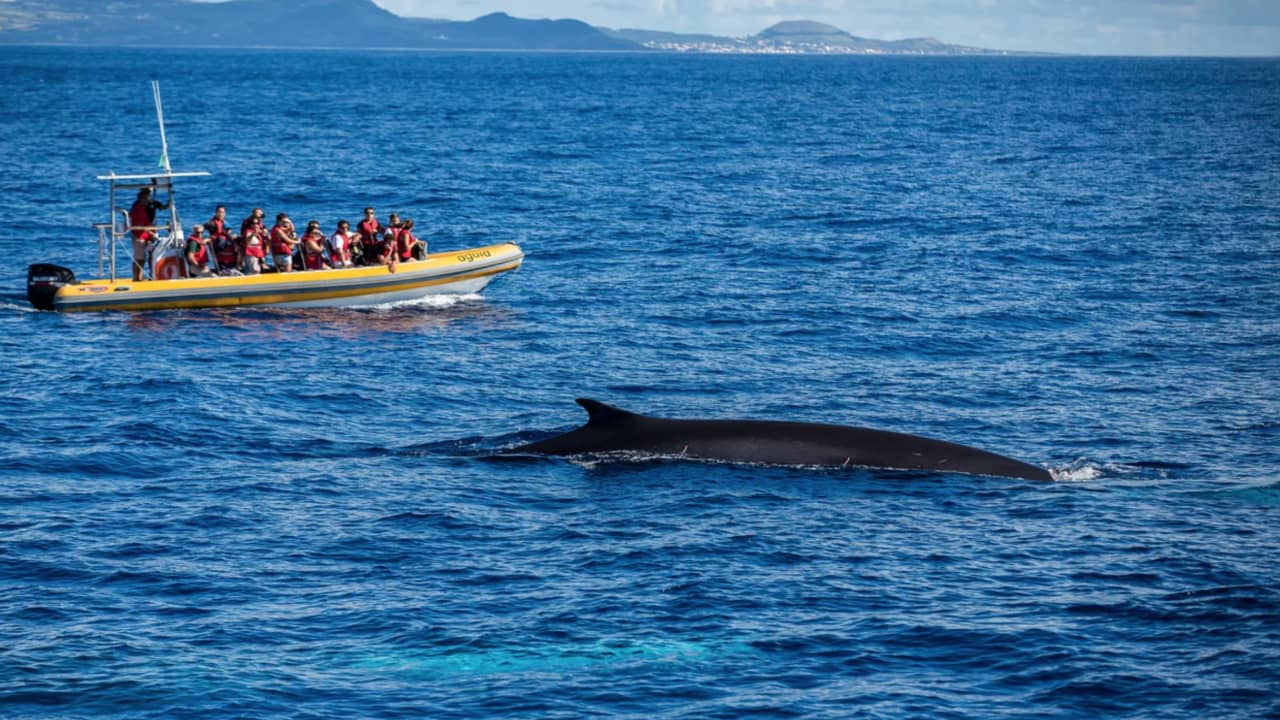 كيف أصبحت جزر الأزور وجهة خلّابة لمشاهدة الحيتان؟