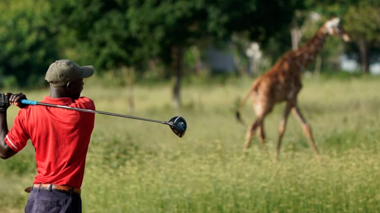 في كينيا.. مارس الغولف وأنت محاط بصحبة غير عادية من الحيوانات