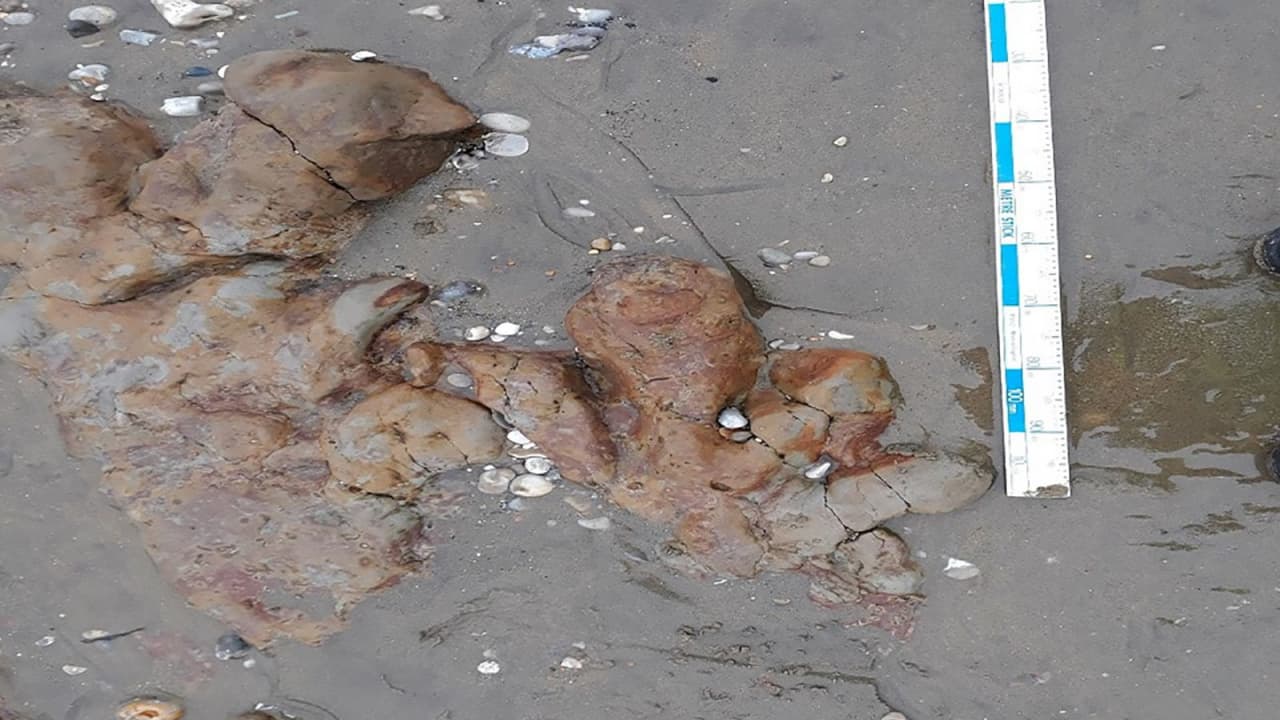 في إنجلترا.. اكتشاف آثار أقدام ديناصور على شاطئ في جزيرة "وايت" 