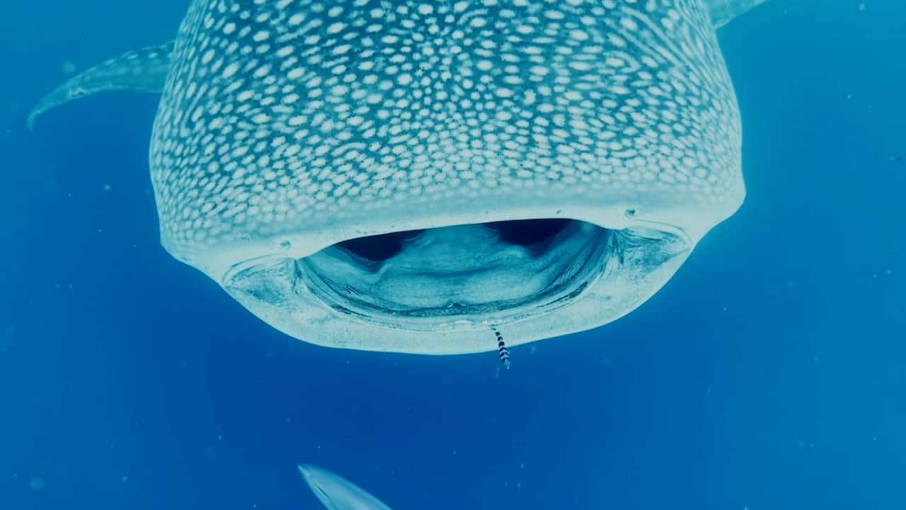 كاميرا ترصد أكبر أنواع الأسماك في العالم في ظهور نادر لها