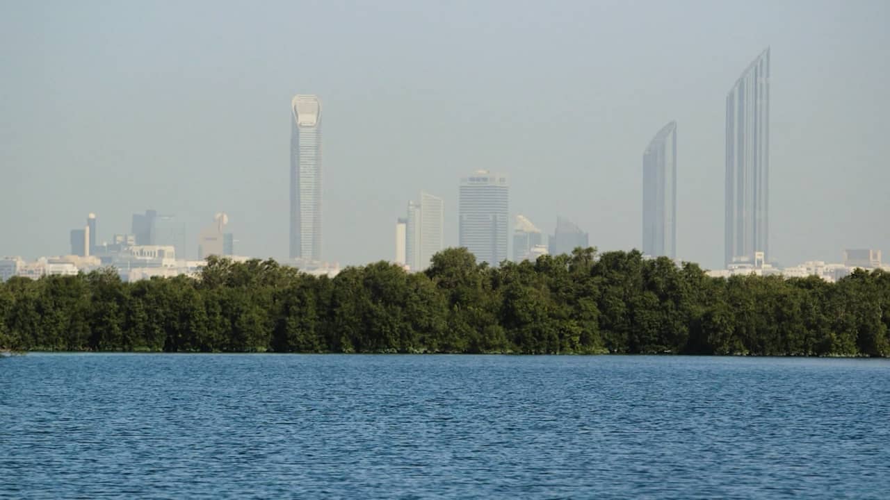 رئتا المدينة في أبوظبي.. لماذا تزرع الإمارات الملايين من أشجار المانغروف؟