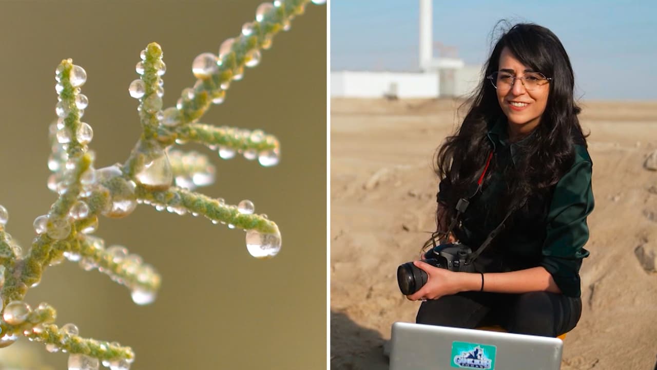 عالمة في أبوظبي تكتشف أعجوبة بالصحراء قد تساعد في حل أزمة ندرة المياه