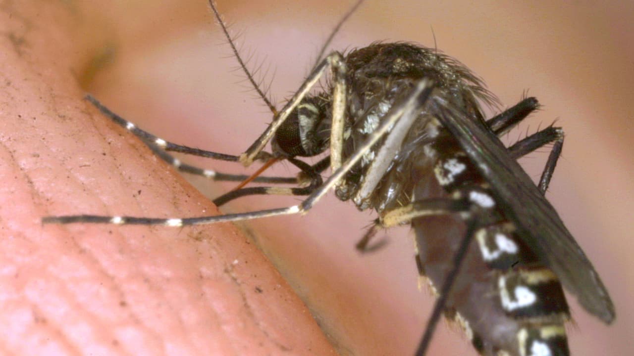 كاد المرض يقتله.. قد يقضي عالِم أفريقي على الملاريا عبر تعديل الحمض النووي للبعوض