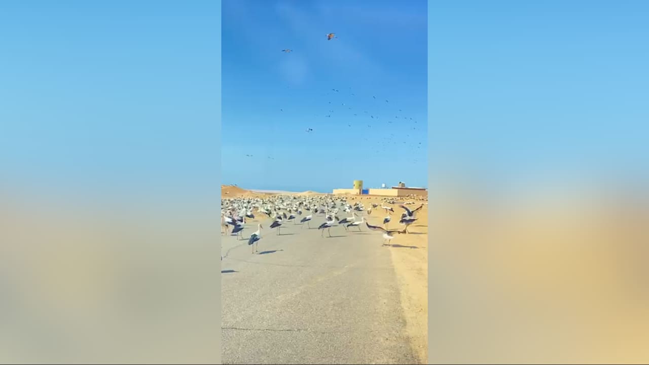 مشهد ساحر لا يتكرر..عشرات الطيور تعترض طريق مرشد سياحي إلى "مدينة السلام" بمصر