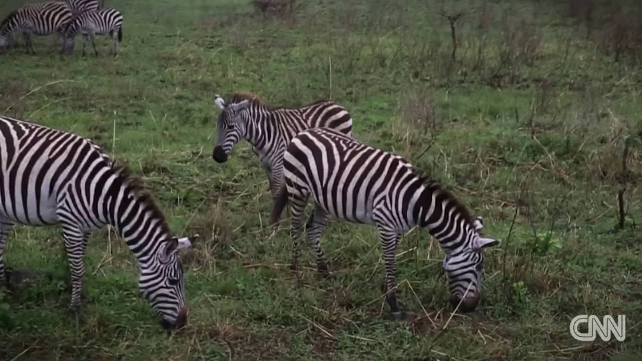 جولة مذهلة لمدة 60 ثانية: شاهد كيف يبدو هذا المنتزه الوطني في نيروبي