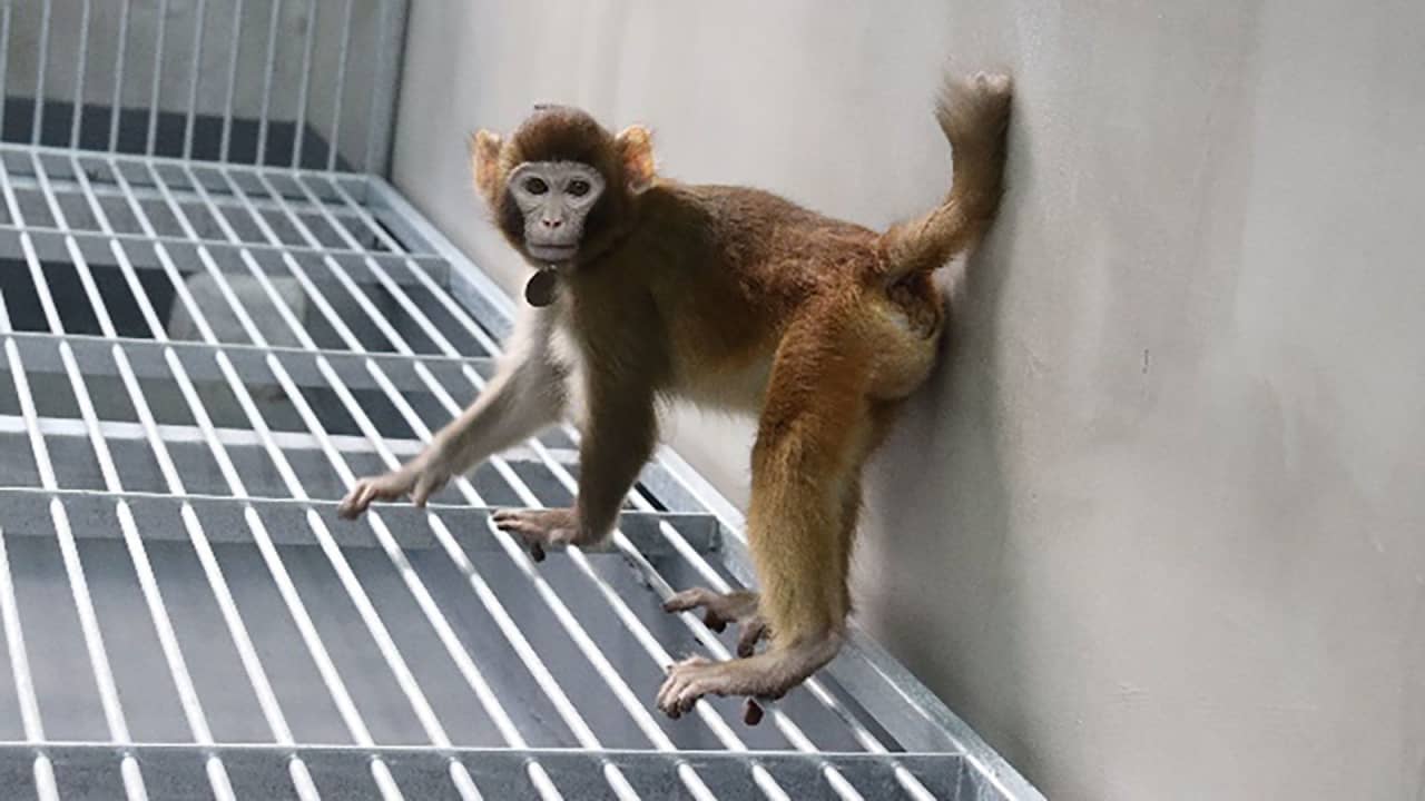 أنواع جديدة من القردة المستنسخة تسلط الضوء على حدود الاستنساخ