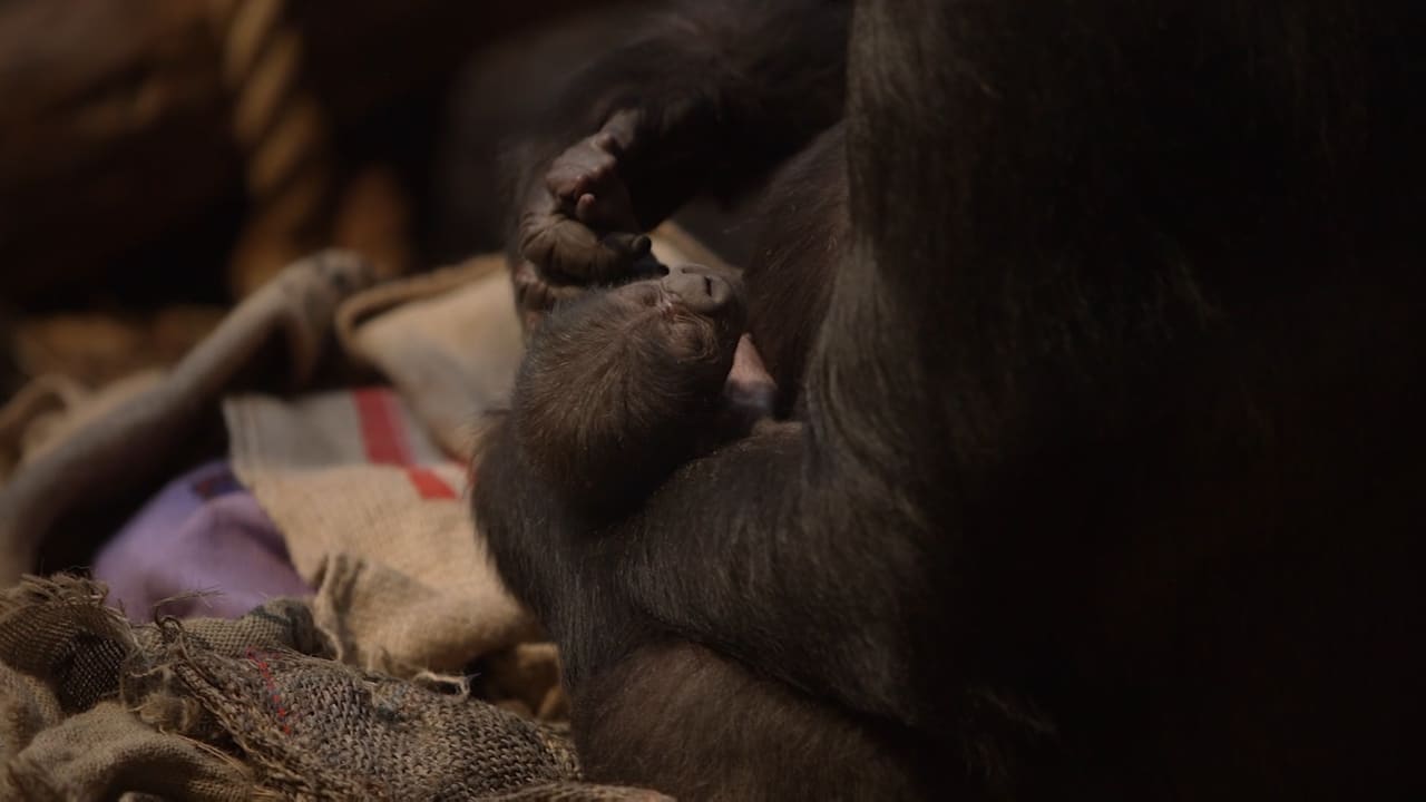 شاهد صغيرغوريلا مهدّدة بالانقراض ولد حديثًا في حديقة حيوانات بلندن