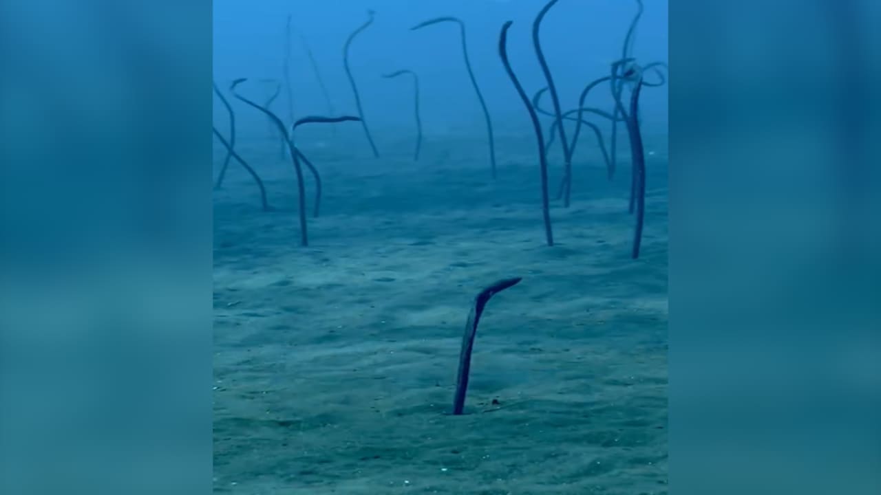 كائنات "خجولة" للغاية.. غواصة أسترالية ترصد مشهدًا عجيبًا من قاع البحر