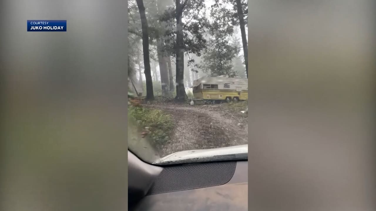شجرة عملاقة تسقط فجأة على سيارة تقودها امرأة داخل غابة.. شاهد ما حدث