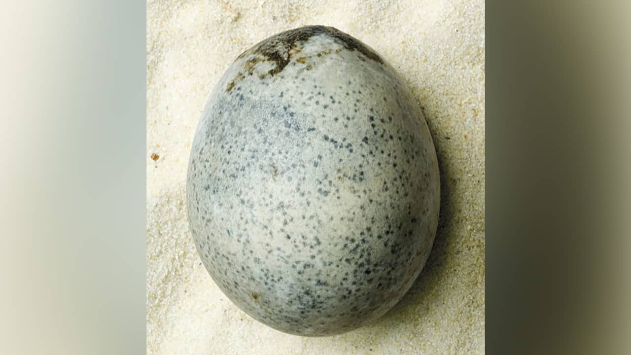 العثور على بيضة رومانية لا تزال سليمة في المملكة المتحدة في اكتشاف "مذهل"