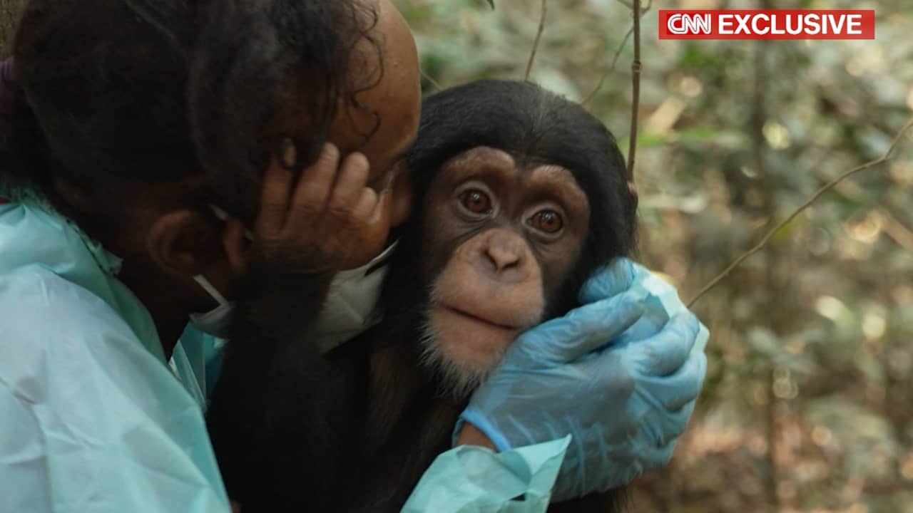 "مدرسة الشمبانزي".. تعلّم الصغار كيف تصبح شمبانزي!