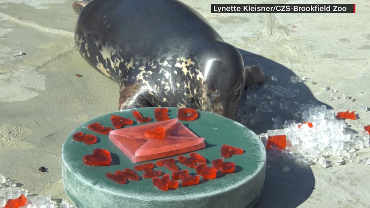 حديقة حيوانات أمريكية تنشر فيديو لحيوانات رومانسية.. بعيد الحب