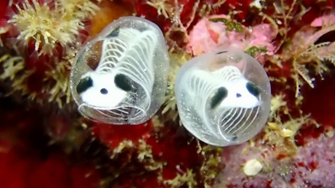 مخلوق بحري صغير يشبه الباندا.. شاهد أحدث اكتشافات علماء اليابان تحت الماء
