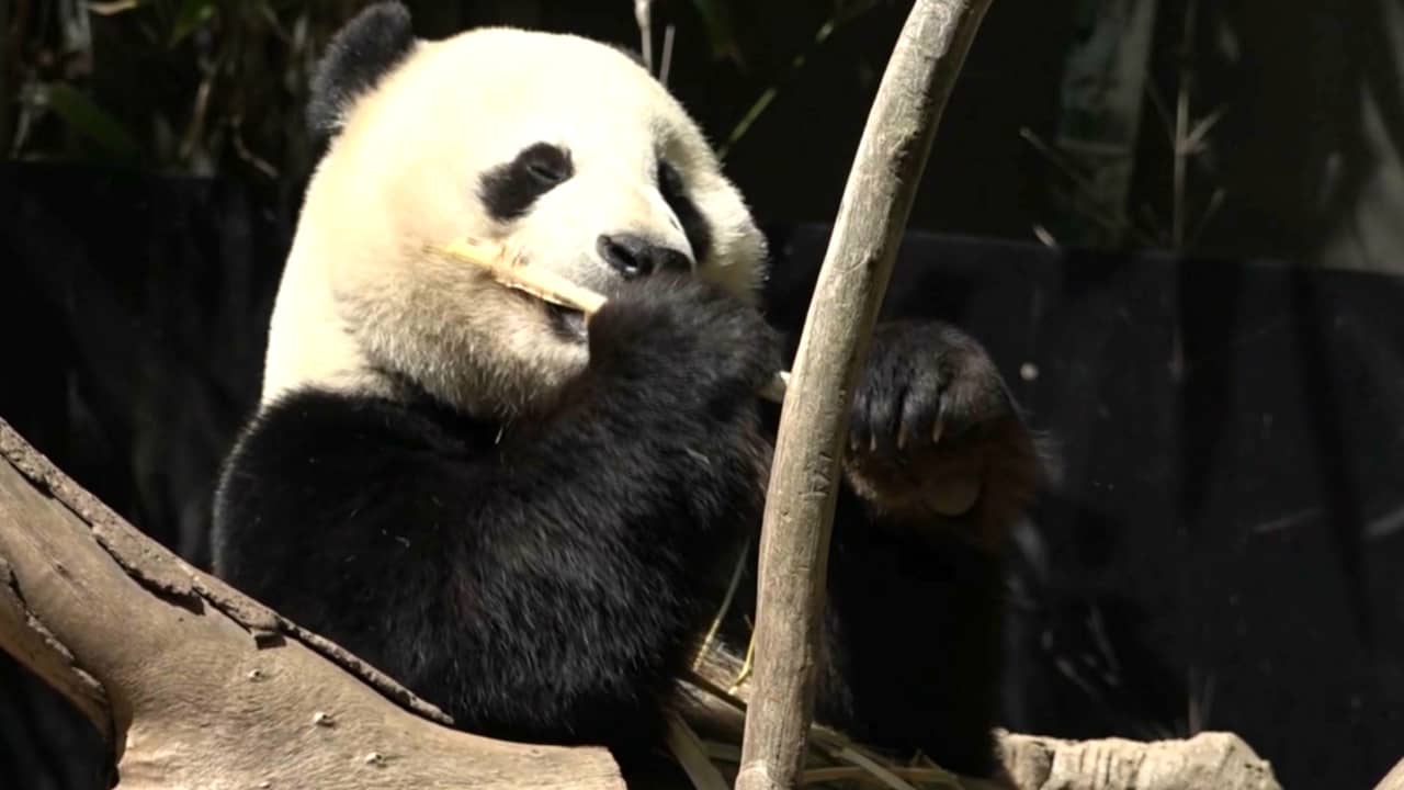 عهد دبلوماسية جديدة.. الصين تُعير الباندا العملاقة لحدائق حيوانات في إسبانيا وأمريكا