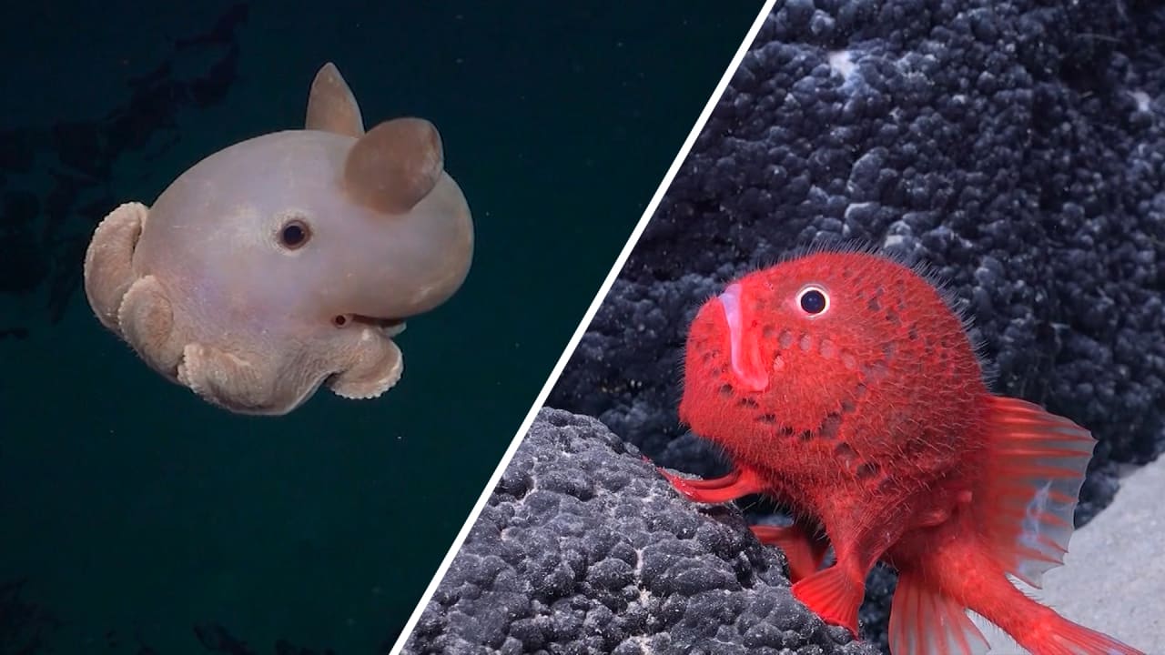 روبوت يغوص إلى أعماق البحار.. شاهد ما صوّره لمخلوقات تعيش في جبال تحت الماء