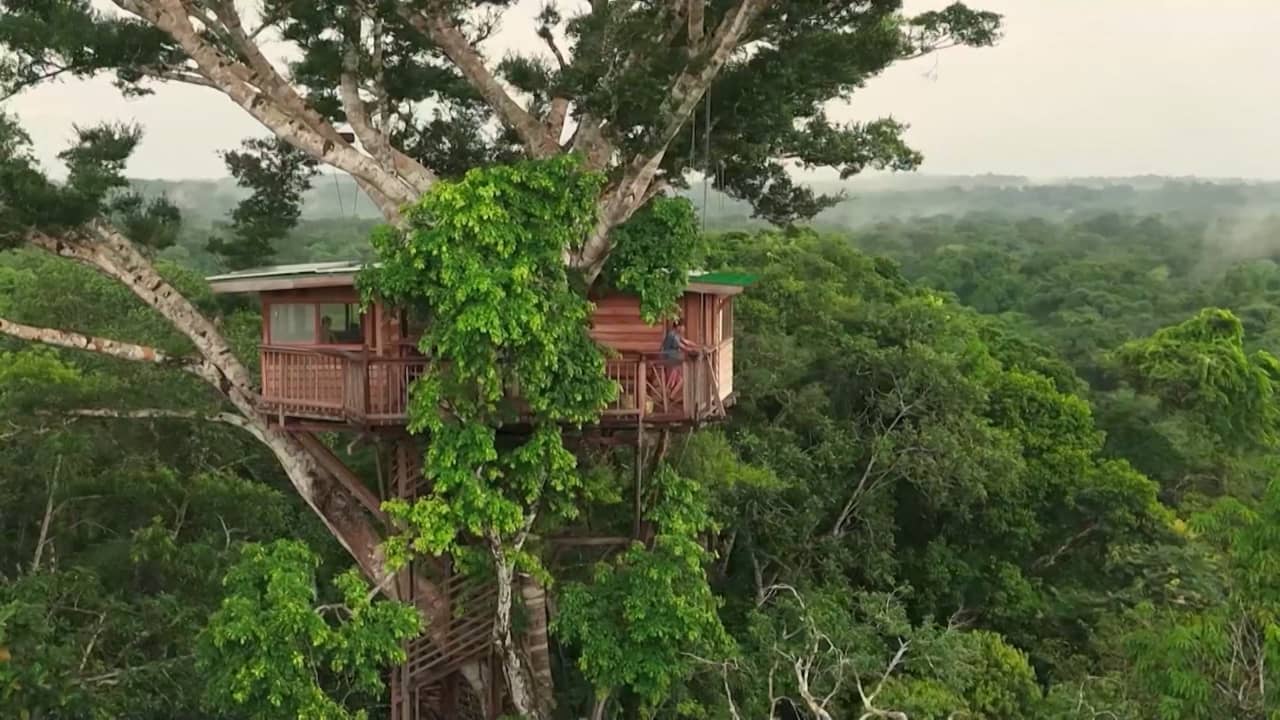 فصل دراسي فوق شجرة طويلة بغابة الأمازون المطيرة.. ما الهدف منه؟
