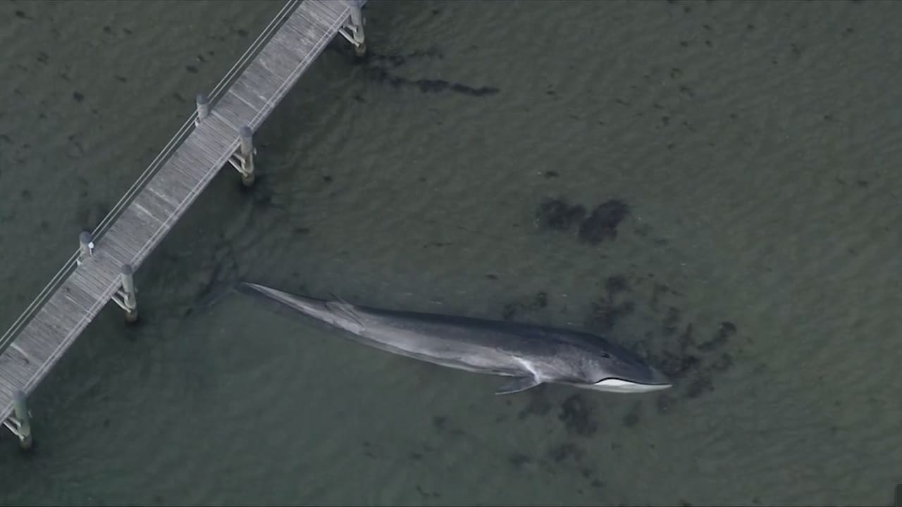 مشهد عجيب لحوت حوصر في رود آيلند بسبب حركة الجزر.. شاهد ما حدث