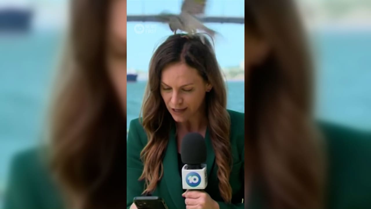 طائر غاضب يهاجم مراسلة أمام الكاميرا مرارًا وتكرارًا.. شاهد رد فعلها