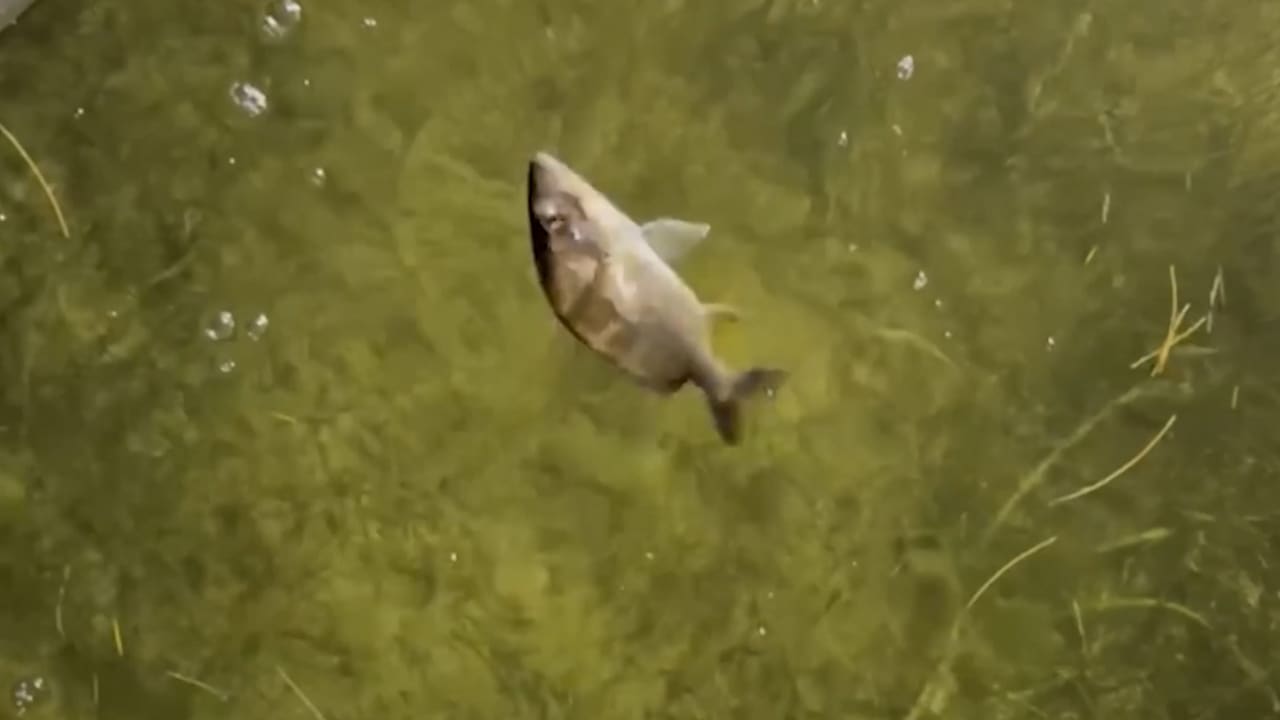 رصد ظاهرة مخيفة تحت الماء.. فيديو يظهر أسماكا تدور بشكل غامض قبل أن تموت في فلوريدا