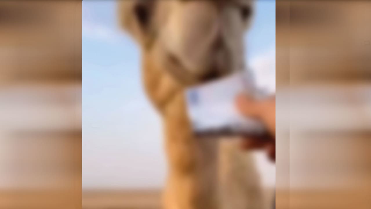 السعودية.. فيديو رجل يُطعم بعيرا عملة ورقية يثير استهجانا والداخلية ترد