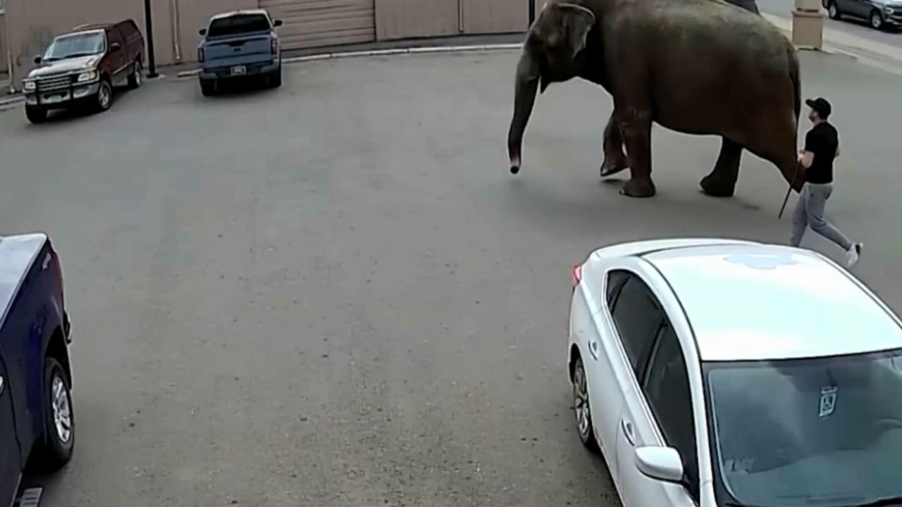 كاميرات مراقبة ترصد فيل سيرك هارب يتجول في الشوارع.. شاهد ما حدث