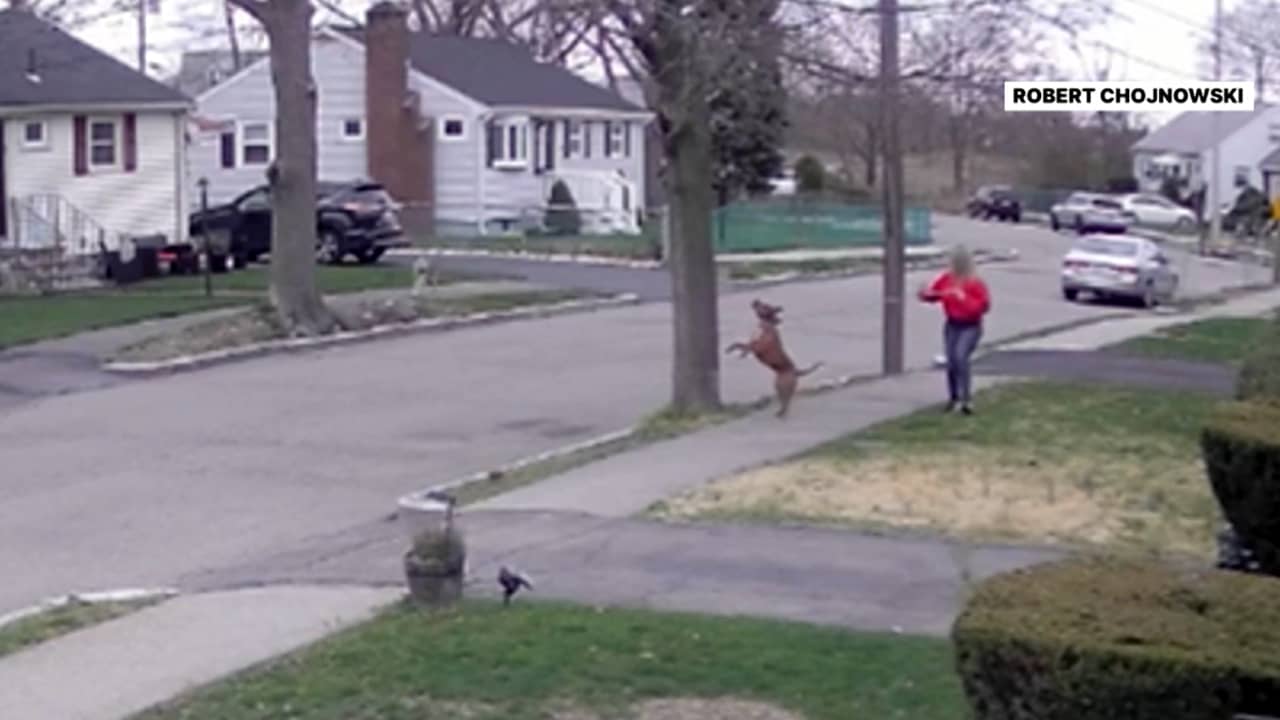 كاميرا مراقبة تظهر ذئبا مفترسا يطارد امرأة في الشارع.. شاهد رد فعل كلبها